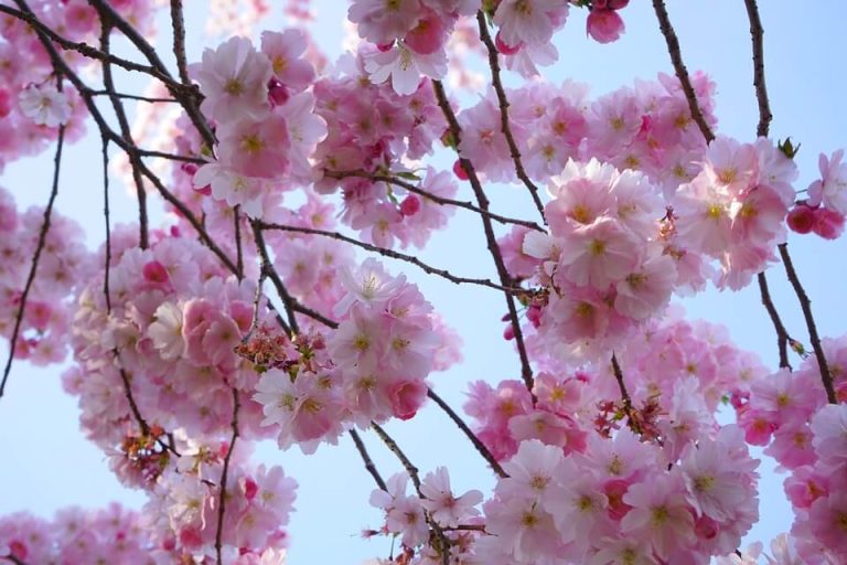 20 Expériences Uniques à Vivre au Japon